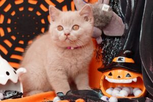 halloween shopify apps feature