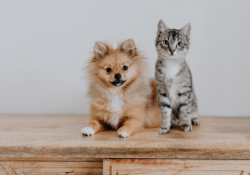pet store shopify themes apps feature