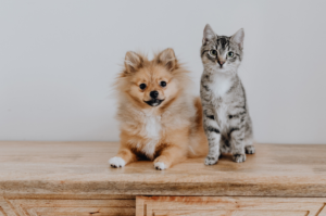 pet store shopify themes apps feature